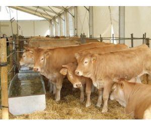 La consejería de Agricultura paga por primera vez un anticipo del 80% en la prima de vaca nodriza