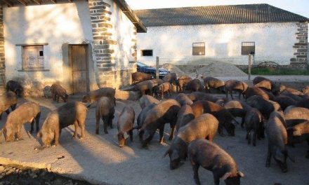 Organizaciones agrarias y cooperativas plantean un plan de choque para el sector porcino ibérico