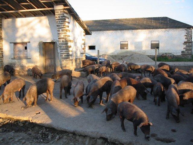 Organizaciones agrarias y cooperativas plantean un plan de choque para el sector porcino ibérico