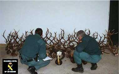 La Guardia Civil se incauta de 54 trofeos de caza en una taxidermia ilegal de Puebla de Obando