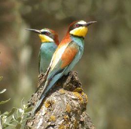 El Centro de Educación Ambiental de Cuacos de Yuste impartirá en marzo un taller de ornitología