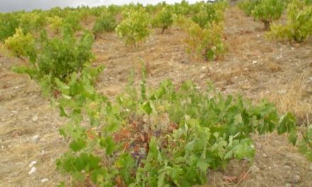 La Junta muestra su satisfacción porque la nueva OCM garantiza los intereses de los viticultores de la región