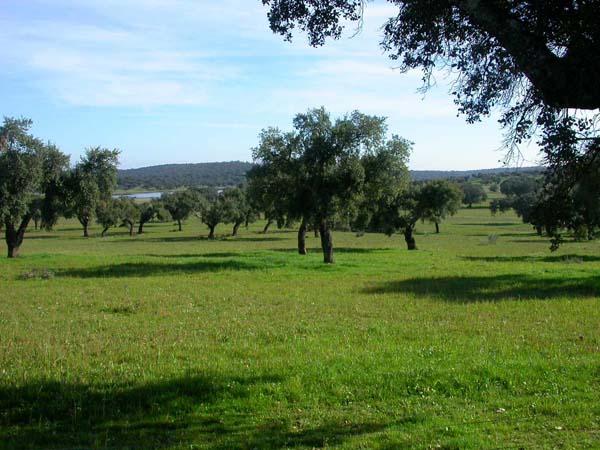Medio Ambiente realizará un diagnóstico de los problemas que presenta la dehesa en Extremadura