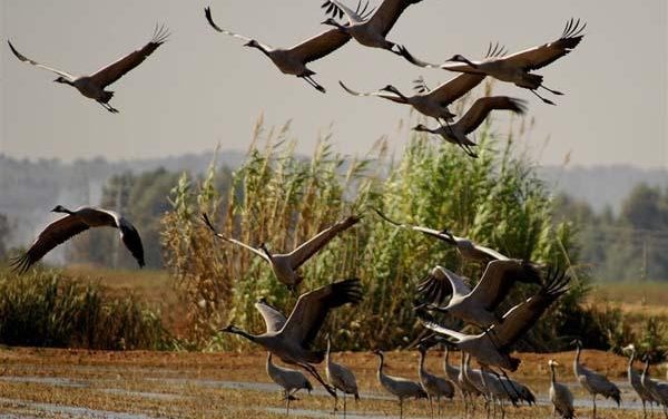 El plan turístico Guadina Internacional se promociona en la VII Feria de Turismo Ornitológico