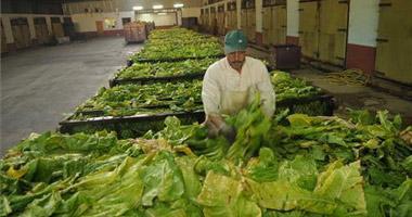La italiana Mella adquiere el compromiso de comprar tres millones de kilos de tabaco a los agricultores extremeños