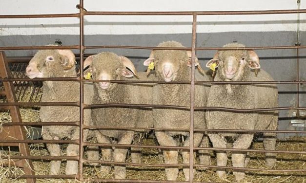 La Diputación de Cáceres adjudica 215 animales de ganado ovino a 38 ganaderos de la provincia