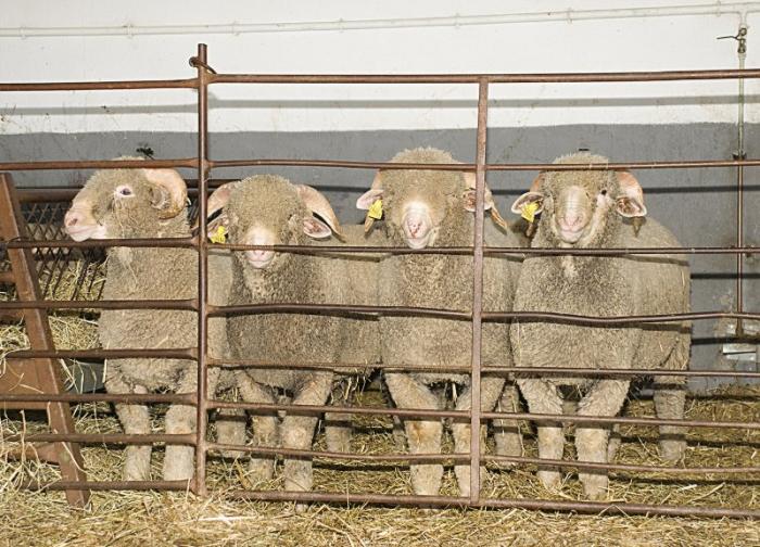 La Diputación de Cáceres adjudica 215 animales de ganado ovino a 38 ganaderos de la provincia