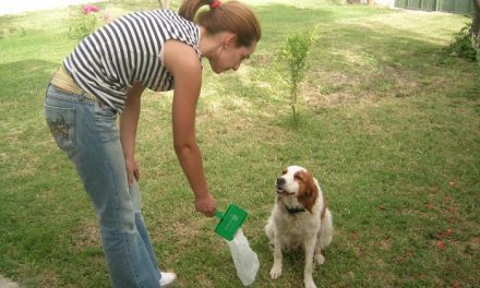 El Ayuntamiento de Coria activa una campaña para evitar los excrementos de perros en las calles