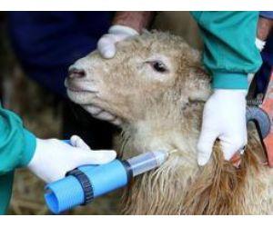 Agricultura dará a los ganaderos vacunas gratuitas contra la enfermedad de la lengua azul