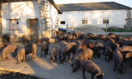 El sector del cerdo ibérico genera más de 360 millones de euros en la región y es el 21% de la renta final agraria