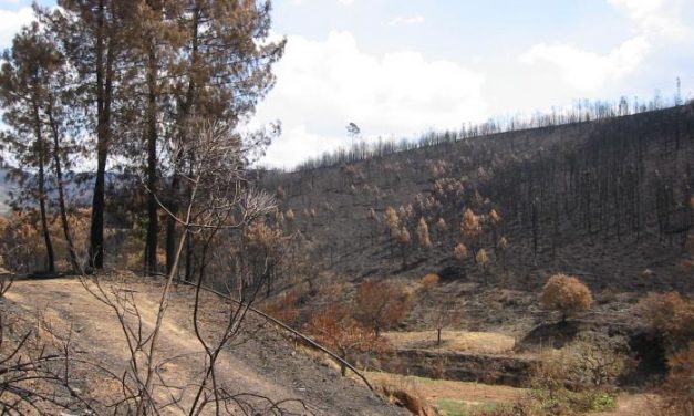 El Infoex declara extinguido el incendio de Valverde del Fresno que ha calcinado 124 hectáreas de matorral