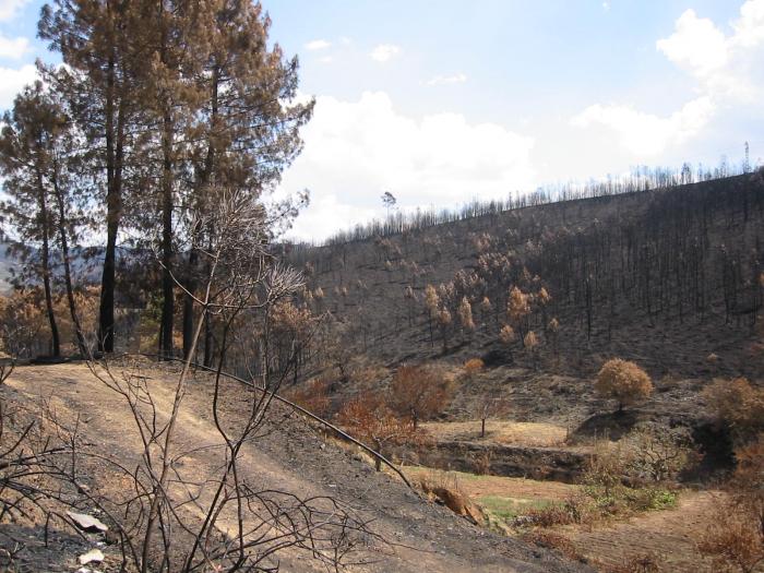 El Infoex declara extinguido el incendio de Valverde del Fresno que ha calcinado 124 hectáreas de matorral