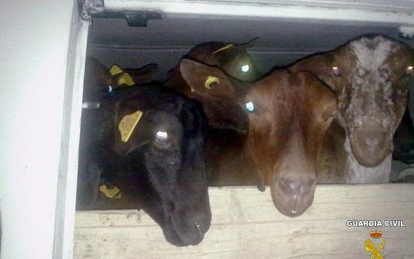 La Guardia Civil detiene a dos vecinos de Fuente del Maestre como presuntos autores del robo de 42 cabras
