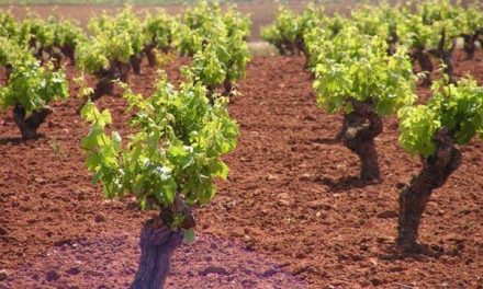 Los viticultores tienen 10 días para presentar proyectos subvencionables de reestructuración de viñedos