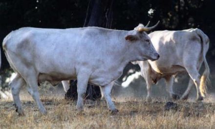 La renta agraria en Extremadura sube casi un porcentaje del  10% en un mal año para la ganadería