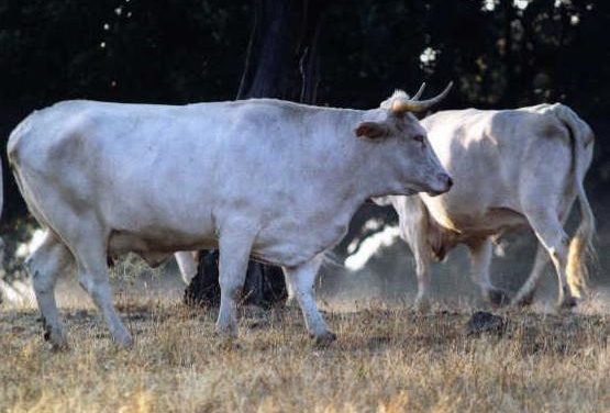 La renta agraria en Extremadura sube casi un porcentaje del  10% en un mal año para la ganadería