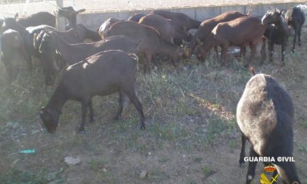 Un detenido por sustraer 25 cabezas de ganado caprino de una finca de Los Santos de Maimona