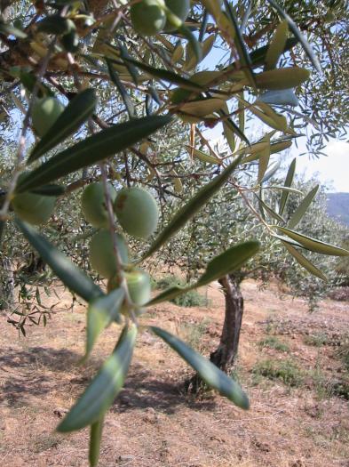El director general de Agricultura anuncia la convocatoria de la mesa del olivar en Extremadura