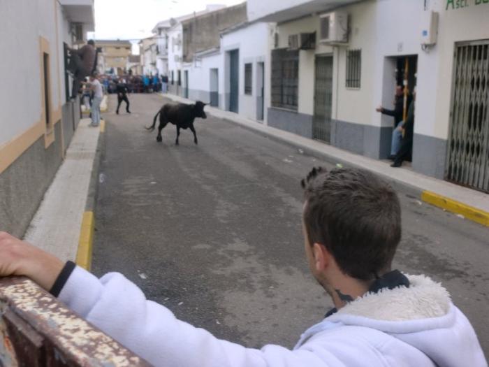 Moraleja celebra el 1 de Mayo con la suelta de vaquillas y gran afluencia de público en el barrio de las Eras