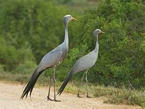 El Plan Guadiana Internacional impulsa el turismo ornitológico en Los Baldíos, Lácara y Olivenza