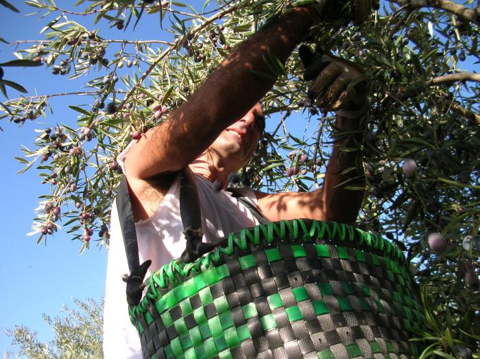 La producción de aceite de oliva en noviembre fue de 81.400 toneladas, un incremento del 27,4 %