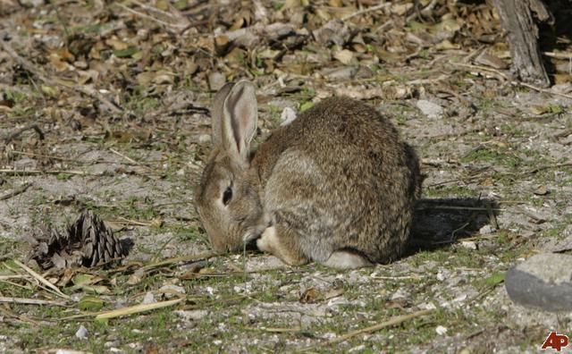 Apag Extremadura Asaja alerta de los daños producidos por conejos en cultivos de Tierra de Barros