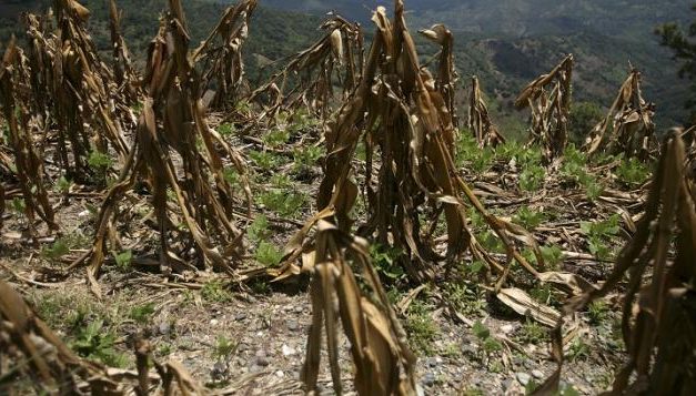 El consejero de Agricultura destaca el esfuerzo realizado en la aprobación de medidas a los afectados por la sequía