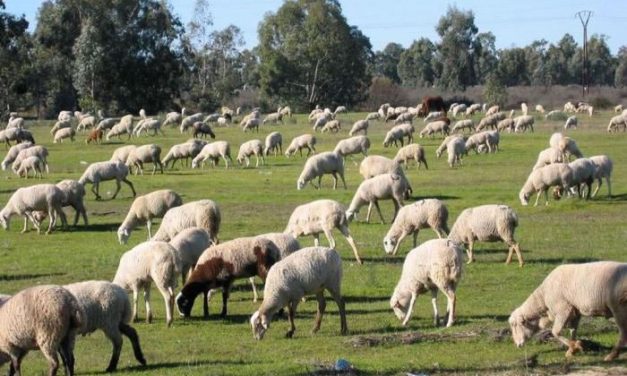 Agricultura amplía hasta el 30 de junio el pastoreo de ovino en superficies acogidas a las ayudas a la forestación