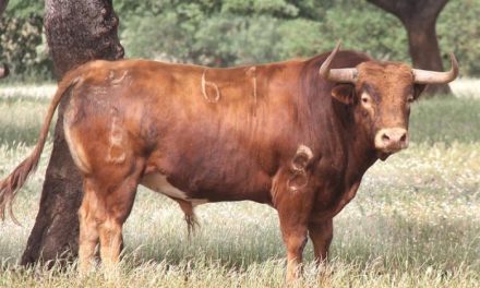 Murteira Grave pretendía colar en Coria un toro ya lidiado en una corrida de rejones en Portugal