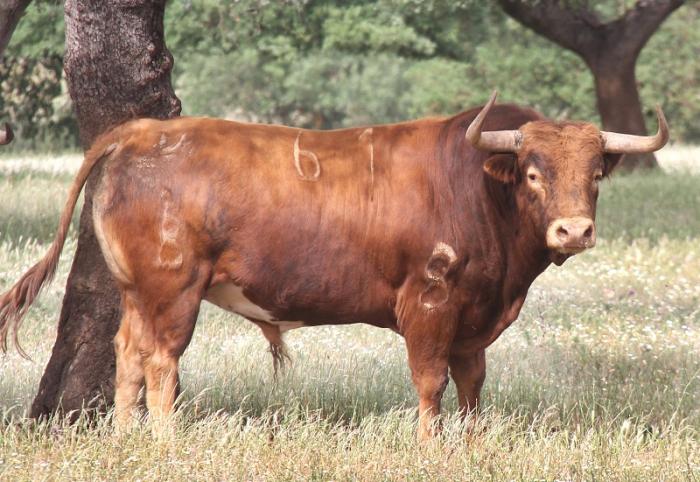 Murteira Grave pretendía colar en Coria un toro ya lidiado en una corrida de rejones en Portugal