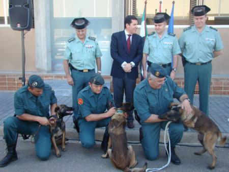 El Gobierno de Extremadura dona tres perros al Servicio Cinológico  y Remonta de la Guardia Civil