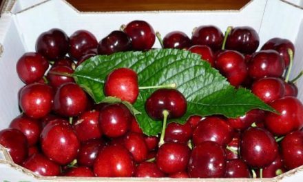 El Centro de Investigación La Orden-Valdesequera organiza una jornada sobre variedades de cereza
