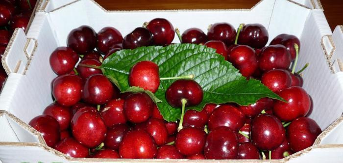 El Centro de Investigación La Orden-Valdesequera organiza una jornada sobre variedades de cereza