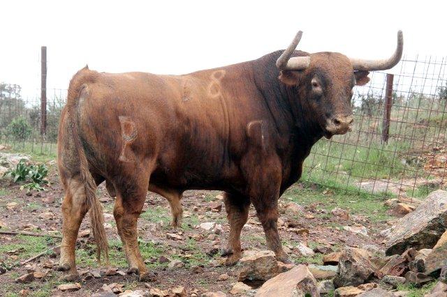 Un toro de Alcurrucén abrirá el programa taurino de San Juan en Coria en la madrugada del domingo