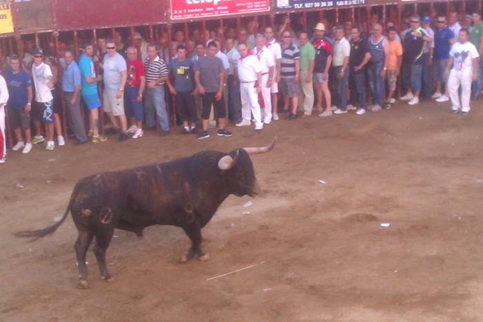 La lidia del toro Pitanguero en la Plaza de España de Coria finaliza con un joven aficionado herido
