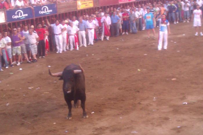 La lidia del toro Pitanguero en la Plaza de España de Coria finaliza con un joven aficionado herido