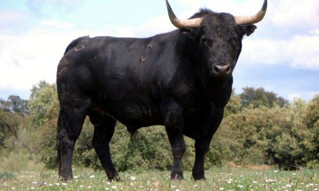 La ciudad de Coria celebra el encierro matinal del toro de la Peña El 27  que se desarrolla con normalidad