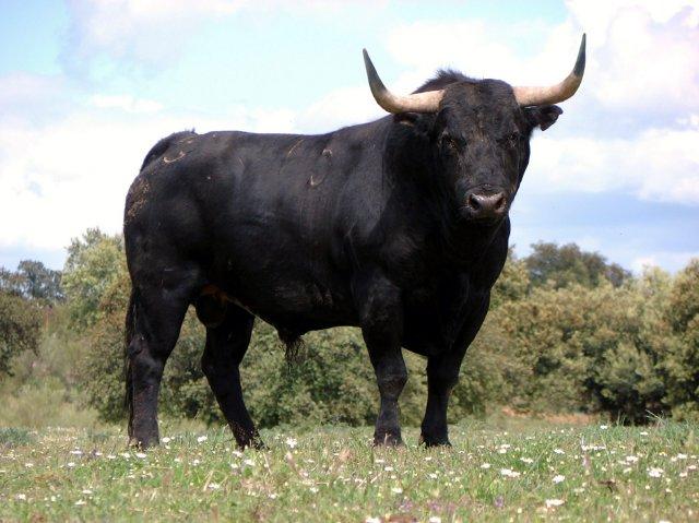 La ciudad de Coria celebra el encierro matinal del toro de la Peña El 27  que se desarrolla con normalidad