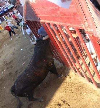 Las fiestas de San Juan 2012 de Coria concluyen con cuatro heridos por asta de toro y dos contusionados