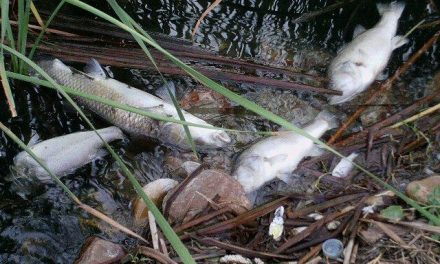 Aparecen peces muertos en el pantano de Arrocampo por deficiencias en la refrigeración de Almaraz