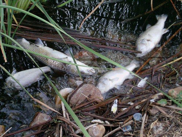 Aparecen peces muertos en el pantano de Arrocampo por deficiencias en la refrigeración de Almaraz