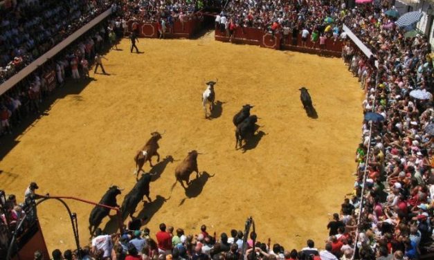 Arrancan las fiestas taurinas de San Buenaventura en Moraleja con importantes medidas de seguridad
