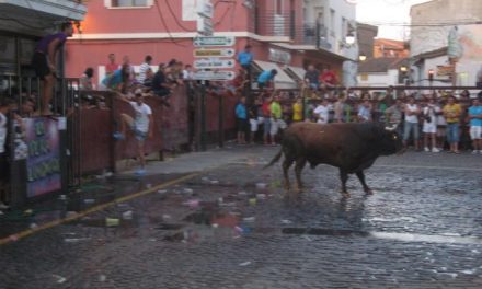 Los primeros festejos taurinos por las calles de Moraleja concluyen sin incidentes ni heridos