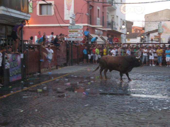 Los primeros festejos taurinos por las calles de Moraleja concluyen sin incidentes ni heridos