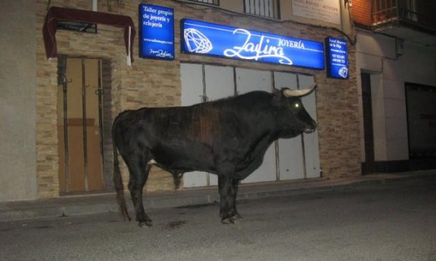 Moraleja congrega a cientos de aficionados en la lidia del toro por las calles sin que se hayan registrado heridos