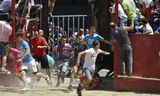 El primer encierro de las fiestas de San Buenaventura en Moraleja se desarrolla con rapidez y sin heridos