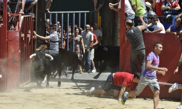 El primer encierro de las fiestas de San Buenaventura en Moraleja se desarrolla con rapidez y sin heridos