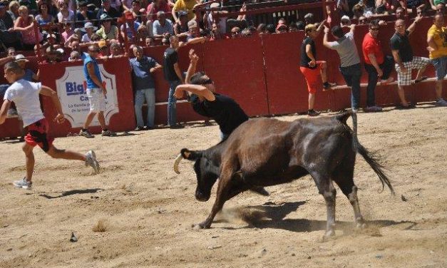 El fin de semana taurino concluye en Moraleja con éxito de público y sin ningún herido por asta de toro