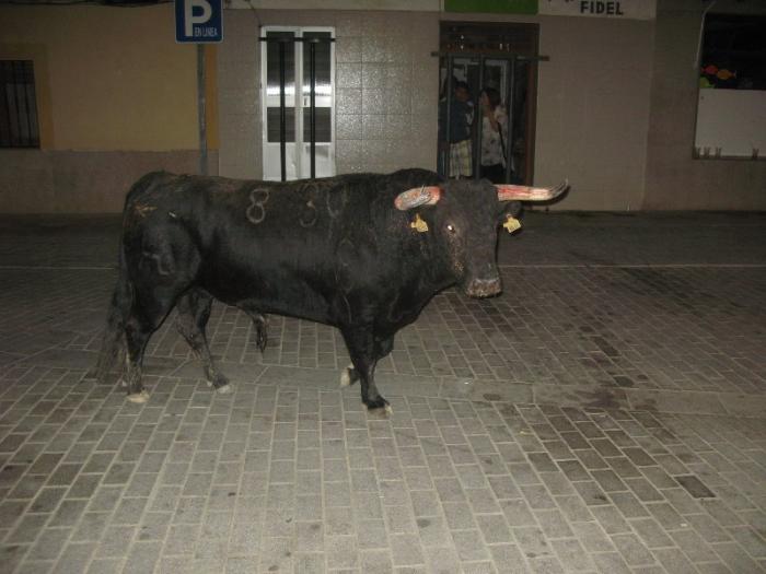 La lidia de los toros por las calles de Moraleja congrega a numeroso público y termina un día más sin heridos