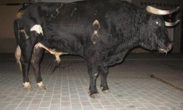 Moraleja lidia el último toro del aguardiente de San Buenaventura 2012 sin heridos ni percances